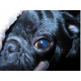 oftalmologista canino contato Condomínio Quintas da Alvorada