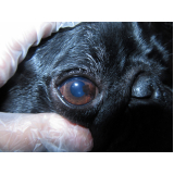 oftalmologista canino Eixo W