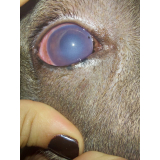 oftalmologista de cachorro contato Asa norte