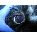 oftalmologista de cães contato ERL Norte