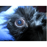 oftalmologista de cães BIOTIC