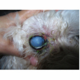 oftalmologista especialista em cachorros marcar Zona Industrial