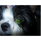 oftalmologista para cachorro contato Zona Industrial