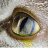 oftalmologista pet marcar AVENIDA W3