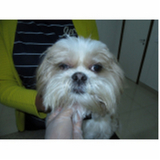 oftalmologista-veterinario-oftalmo-para-caes-e-gatos-jardim-botanico-de-brasilia-oftalmo-para-pet-lado-norte