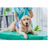 oftalmologista-veterinario-oftalmo-para-caes-e-gatos-jardim-botanico-de-brasilia-oftalmologia-em-pequenos-animais-marcar-epna-estrada-parque-das-nacoes