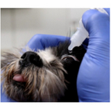 veterinario-oftalmologista-veterinaria-oftalmologista-brasilia-contato-de-oftalmo-vet-setor-noroeste