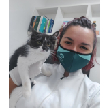 oftalmologista veterinário para felinos contato Lago