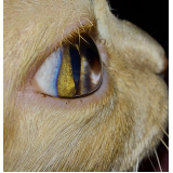 oftalmologista veterinário para felinos telefone ZfN Zona Industrial