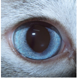 oftalmologista veterinário para felinos SAAN