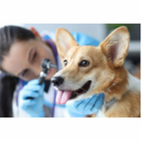 onde agendar consulta veterinária para cachorro Condomínio Quintas da Alvorada
