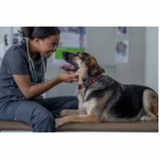 onde agendar consulta veterinária para cachorros SAAN