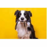 onde agendar consulta veterinária para tratamento de glaucoma canino Smpw