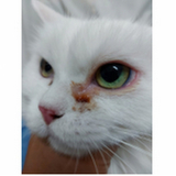 onde encontrar oftalmo para cães e gatos SCS SETOR COMERCIAL SUL