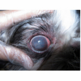 onde encontrar oftalmologista especialista em cachorros Guara