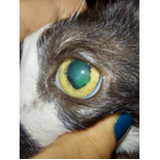 onde encontrar oftalmologista para cães PARQUE TECNOLOGICO DE BRASILIA GRANJA DO TORT