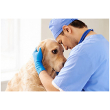 onde encontrar veterinário oftalmologista cachorro Vila Planalto