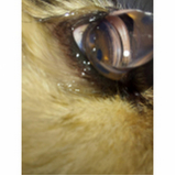 onde encontrar veterinário oftalmologista gatos Setor Sudoeste
