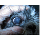 onde encontrar veterinário oftalmologista para cachorros PRAÇA DOS TRIBUNAIS PRAÇA DO BURITI SIG