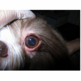 onde encontrar veterinário oftalmologista para cães Cruzeiro