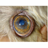 onde encontrar veterinário oftalmologista SCN SETOR COMERCIAL NORTE