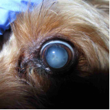 onde faz cirurgia no olho do cachorro ERL Norte