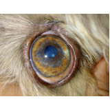 onde faz cirurgia oftalmológica em cães Octogonal