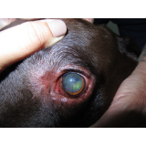 onde faz cirurgia olho de cachorro Lado Norte