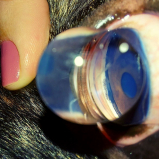 onde faz tratamento para glaucoma em cães Jardins Mangueiral
