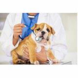 onde fazer tratamento de glaucoma de cães SETOR MILITAR URBANO