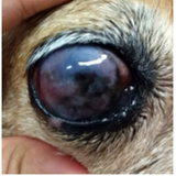 onde fazer tratamento de glaucoma em cachorro EPNB Estrada Parque Núcleo Bandeirante
