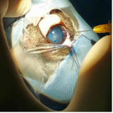 onde fazer tratamento veterinário do glaucoma canino SETOR MILITAR URBANO