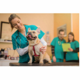onde marcar consulta veterinária para cachorro Eixo Rodoviário Sul