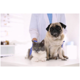 onde marcar consulta veterinária para gato SIA