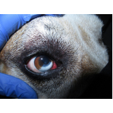 onde tem oftalmologistas para cachorro Zona Industrial