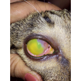 onde tem veterinario oftalmo para cachorro Condomínio Chácaras Ana Maria