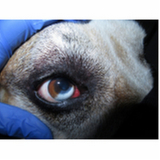 onde tem veterinário oftalmologista especializado em cachorros SBS SETOR BANCÁRIO SUL