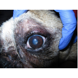 onde tem veterinário oftalmologista especializado em cães PARQUE TECNOLOGICO DE BRASILIA GRANJA DO TORT