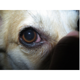 telefone de oftalmo de cachorro ZV Zona Verde