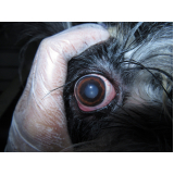 telefone de oftalmologista canina Setor noroeste
