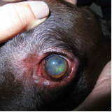 tratamento de glaucoma canina Eixo L