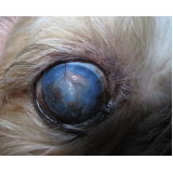 tratamento de glaucoma canino Zona Industrial