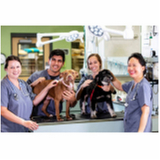 tratamento de glaucoma de cachorro clínica SIG Setor de Indústrias Gráficas