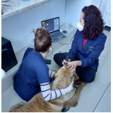 tratamento de glaucoma em cães clínica SAAN