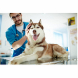 tratamento de glaucoma no olho de cachorro Esplanada dos Ministérios