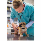 tratamento especializado em glaucoma de cachorro SETOR DE ARMAZENAGEM E ABASTECIMENTO NORTE