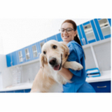 tratamento especializado em glaucoma de cão EPNA Estrada Parque das Nações
