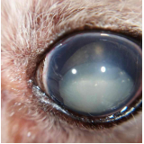 tratamento especializado em glaucoma no olho de cachorro Lago Sul