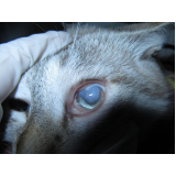 tratamento glaucoma em cães clínica Eixo Rodoviário Sul