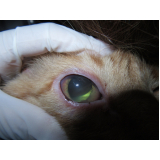 tratamento glaucoma em cães Condomínio Quintas da Alvorada